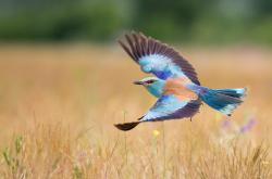 爱游戏中国-东决关键战之夜，久保建英全场最佳无争议