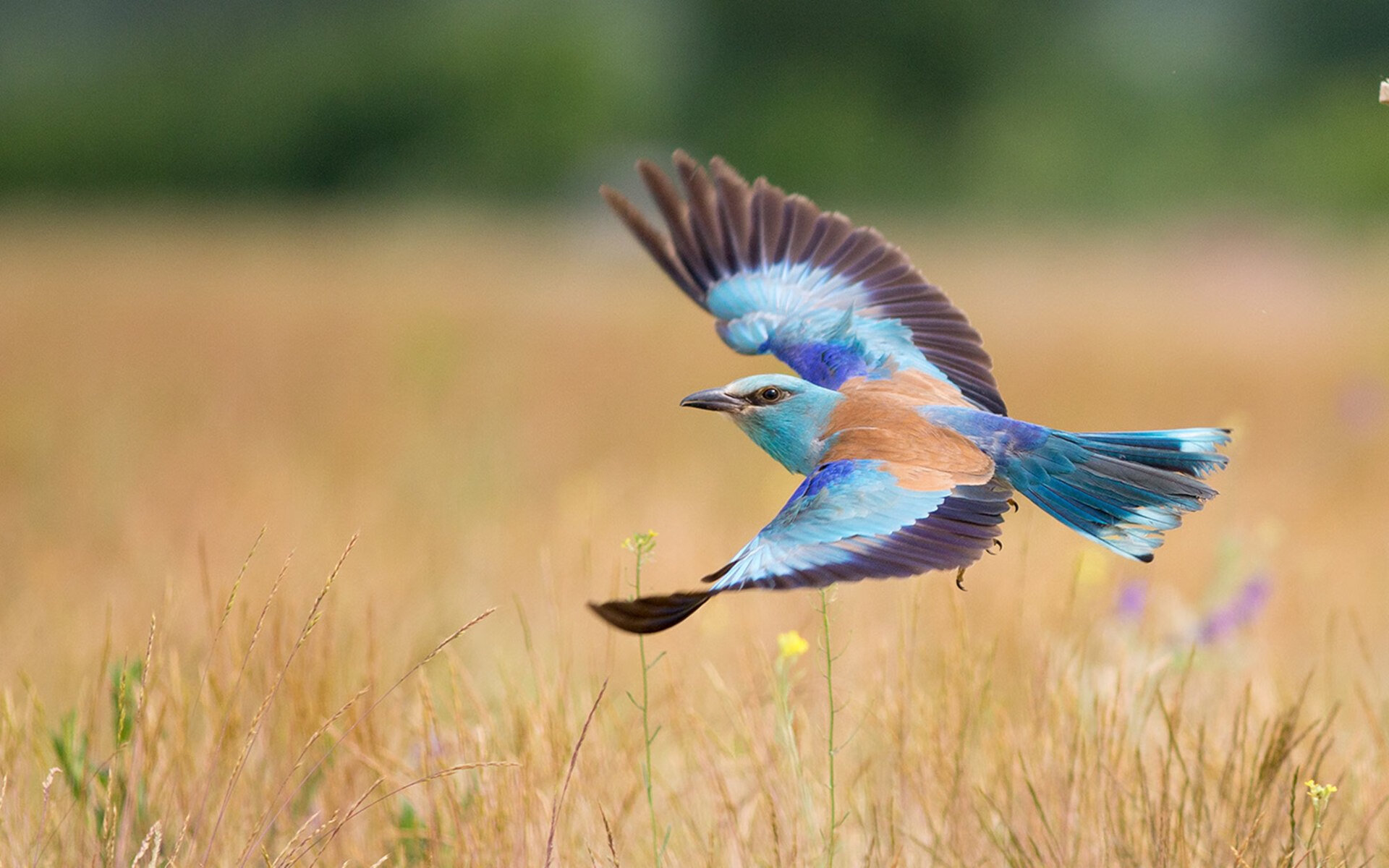 东决关键战之夜,久保建英全场最佳无争议
